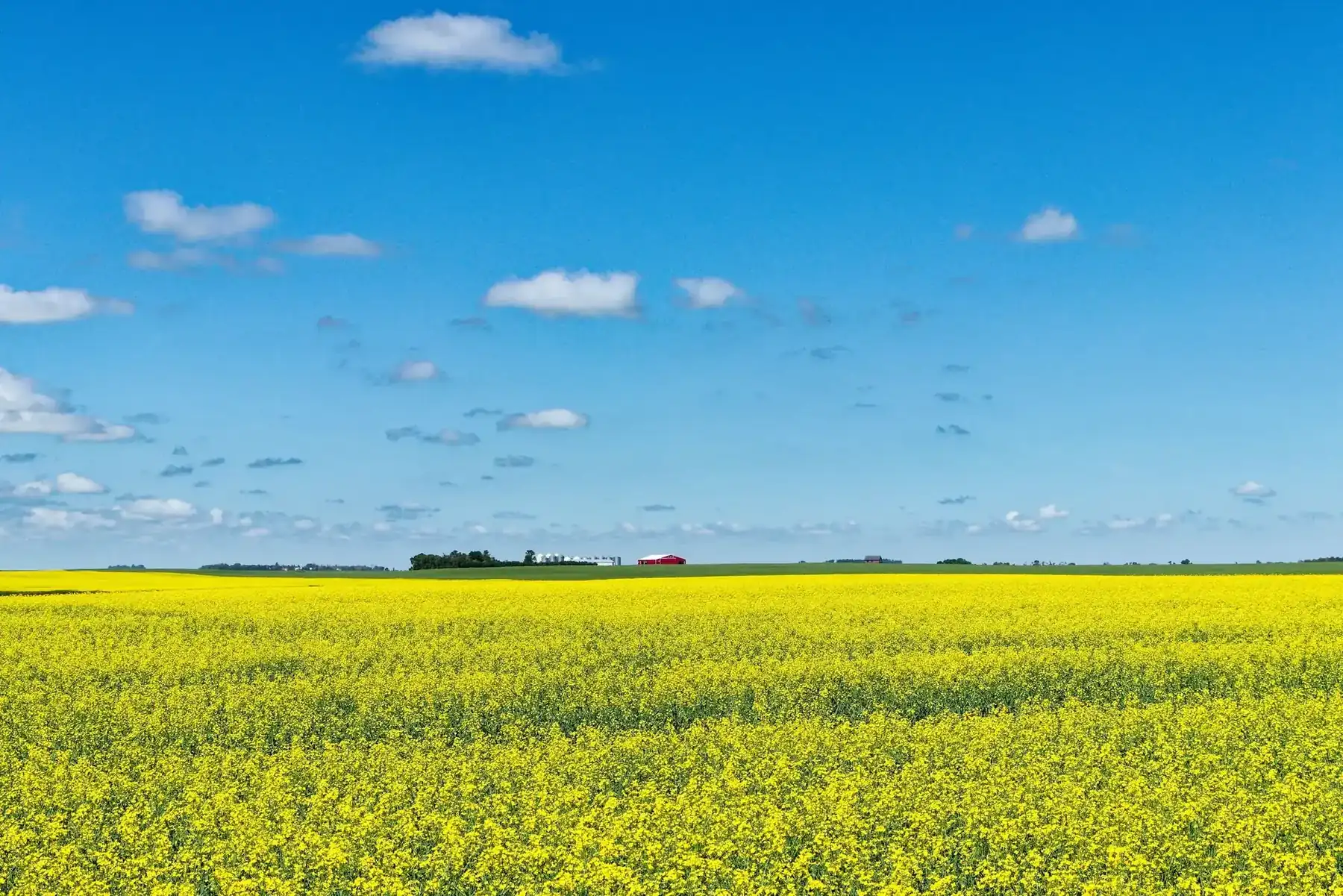 Bright yellow canola field under a blue sky with scattered clouds