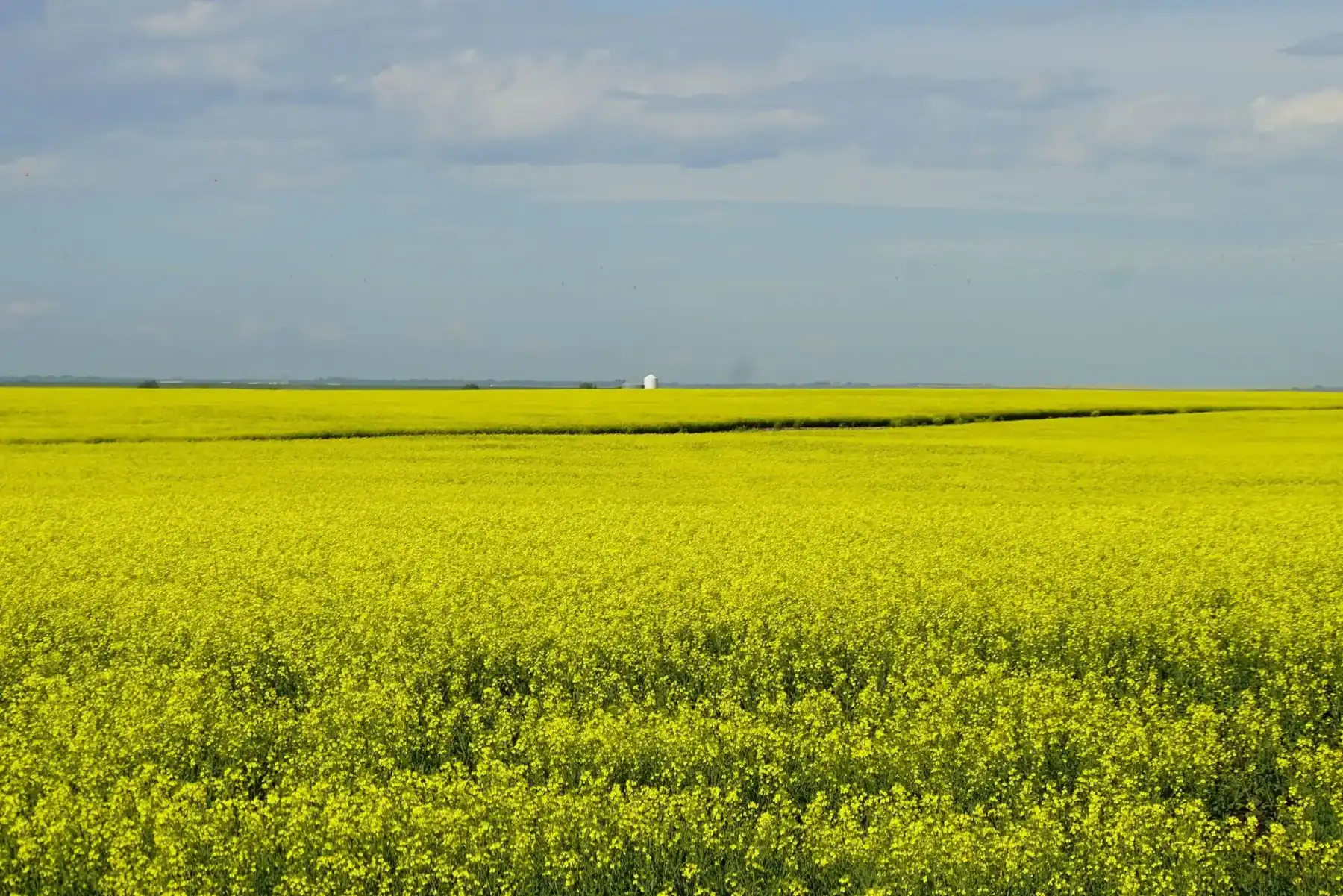 Canola field in full bloom under a pale sky