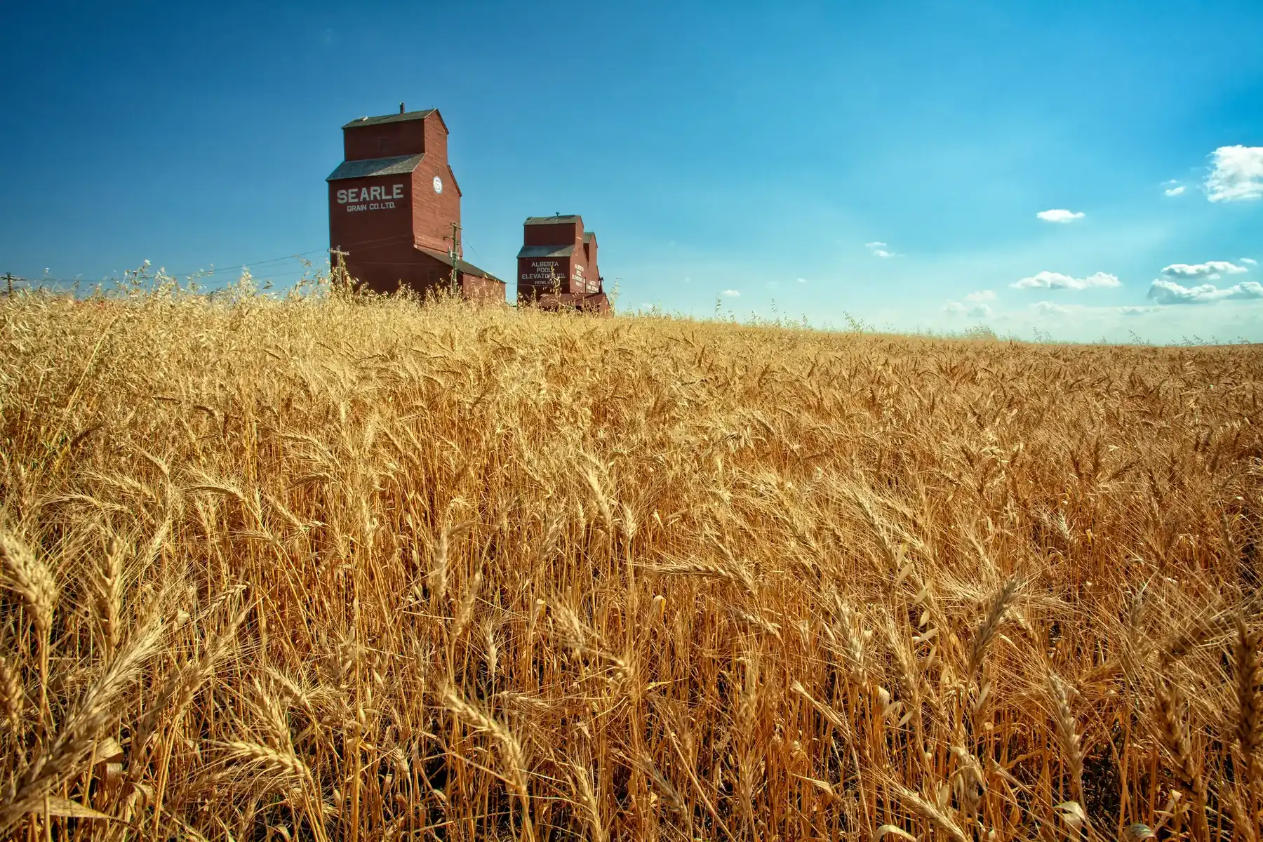 Wooden grain elevators at Rowley, Alberta, above a field of ripe wheat
